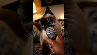 Кот, микрофон, бит #rapmeow #catrap #unexpectedtalent #petmeme #tooreal #viralenergy #homevideo