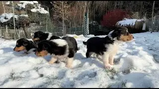 I surrender  -  Collies vom Seehain N puppies first time in snow