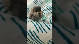 Oisillon ,  oiseau tombé du nid , nourrir un oiseau , sauvetage oiseau
