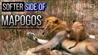 Pretty Boy with Cubs - Softer Side of Mapogos