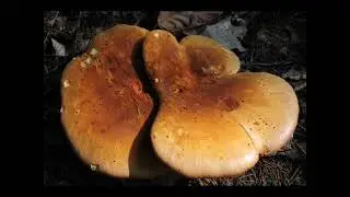 Tapinella atrotomentosa