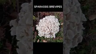 𝐒𝐏𝐀𝐑𝐀𝐒𝐒𝐈𝐒 𝐁𝐑𝐄𝐕𝐈𝐏𝐄𝐒 Plus D'infos Clic ici 🌲🍄🌳