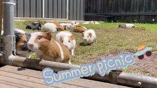 Guinea pigs summer picnic
