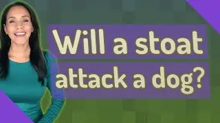 Will a stoat attack a dog?