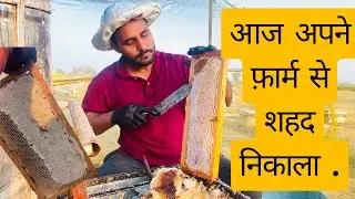 #14 - Today we harvested honey from our farm #vedicbees