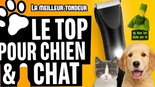 Meilleure tondeuse 2025 pour pattes de chien  et chat 🐾 (LED + étanche)