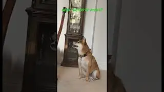 Hiroki The Shiba Inu Seeks Adventure: Asking Mom About Our Next Fun Activity! #pets #shibaaddict