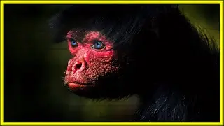 MEET THE UGLY-FACED RED-FACED SPIDER MONKEY!!