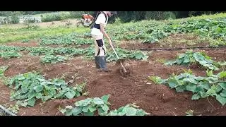 D&eacute;monstration d'une sarcleuse mont&eacute;e sur d&eacute;broussailleuse &copy; Cirad