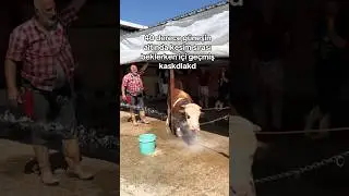 KESİM SIRASI BEKLEYEN DANA #kurban #dana
