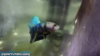 Halo Kembali Di RumahCupang