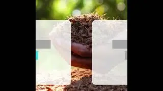 Quiz Time : DAP Fertiliser #natural #plants #planthealth