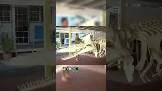 This Is How Sperm Whale Echolocation Works