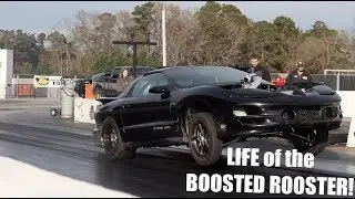 LIFE OF THE BOOSTED ROOSTER!!!!