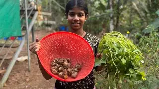 അടുത്തവർഷത്തേക്കുള്ള കൂർക്ക #gowrisvlog12