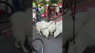 Wow anjing lucu 🥳#anjing #pets #hewan #dog #funny #fun #lucu #hiburan #happy #family #jalanjalan