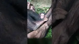 Kimbang Grooms Baby Nzuri