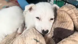 New puppies!! Lisa is fostering. Poor little things. Charming Pet Rescue 