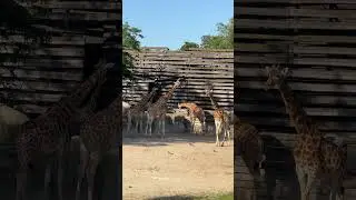 THE PARIS ZOO