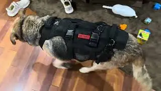Dog Mobility Harness For Dogs With Injuries Or Elderly Dogs #dog #dogs #dogproducts