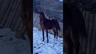 +79277214909 КАРВЕТ #horse #лошади #лошадки #моялошадь #продажалошадей #horse #арабскиелошади #horse