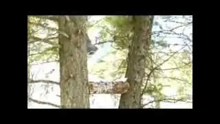 ANDY BERG SNOWBOARD EDIT