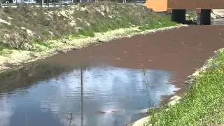 Human, Animal Waste Polluting SFL Waters