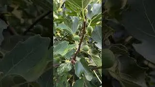 Main Crop Figs @SunlandGrown #gardening #figplant #garden #figtree #figlife #fruit #figcuttings #fig