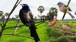 Awesome Quick Bird Trap in Country -Best Bird Trap 100% Work - How To Make Easy Bird Trap In Village