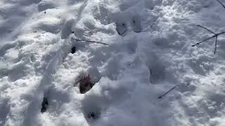 Sharon - how do deer sleep