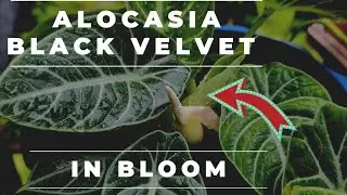 BLACK VELVET ALOCASIA IN BLOOM + UPDATES SA MGA PLANTS AFTER THE HEAVY RAIN|Mommy Vi's Garden 🌻🌹🌼