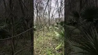This bunny was slick and zigzagged through the swamp #doghunting #louisiana #swamp #fypシ #hunting 