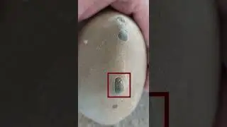How to spot a fossil in a rock #crab #fossil #geology