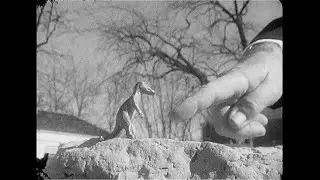 Joseph M. Wilson Receives A Dinosaur Fossil Track For Christmas - December 1961 (Silent)