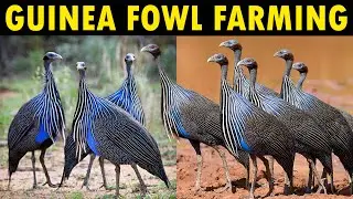 Guinea Fowl Farming - Business Starting Plan For Beginners | Raising Guinea Fowl