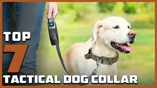 7 Tactical Dog Collars for Maximum Control & Comfort