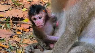 Adorable little #Pandora with Mom #Princess, | AmberTroop