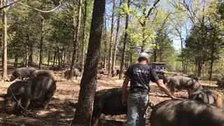 Berkshire pigs