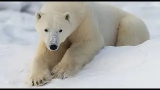 Up Close with Churchill&rsquo;s Wild Polar Bears  &bull; Daily Dose of Nature