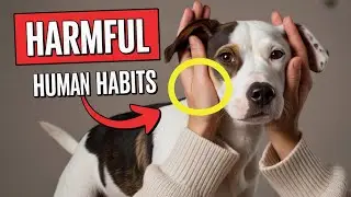 9 Things That Secretly Hurt Your Dog&rsquo;s Feelings (Must Watch for Owners!)