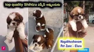 Top quality shihtzu puppies for sale in telugu/ 94904 33969 /aj pets