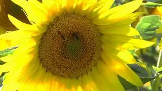 Girasoles de Congosto