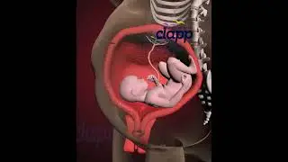 Amazing Struggles of Baby Inside the Womb (3D Animation)