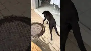 2200700767262511 помощ бездомным животным приветствуется