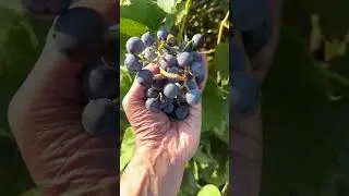 Grapes Harvest 2025 #shorts #grapes #grapeharvest #concordgrapes