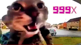 Cat Meows camera | Speed Modes | Speed 999x, Slow Motion, Rewind