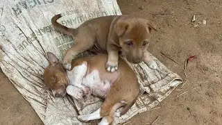 My puppy really likes to play-bite a lot while playing. 🤗😄🐶 Puppy is so cute 🥰 
