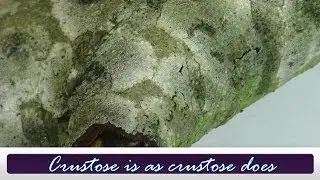 Crustose is as crustose does