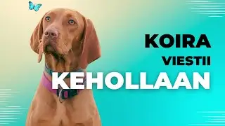 Koira Viestii Kehollaan 🐶 – Ymmärrätkö Näitä Merkkejä?