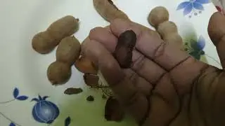 benefits sharbatly Sweet Tamarind  | vitamin C |املی